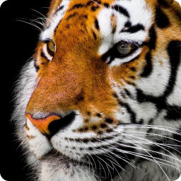 دانلود Animal Sounds