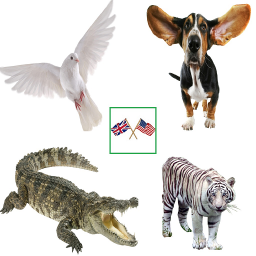 دانلود English Animals Vocabulary