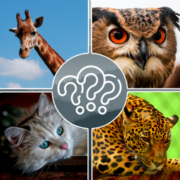 دانلود Guess the Animal دانلود Guess the Animal