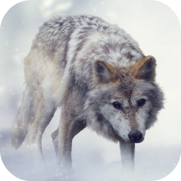 دانلود Wolf Sounds