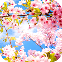 دانلود Spring Wallpaper 2024