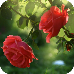 دانلود Red Rose Flower Live Wallpaper