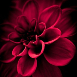 دانلود Red Flowers Wallpapers HD 2024