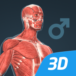 دانلود Human body (male) 3D scene