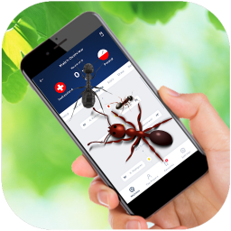 Ant Run on Screen