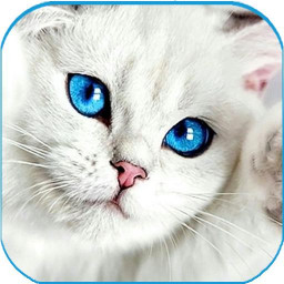 Cute Cat wallpaper - Kitten images