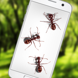 دانلود Ants on Screen Funny Joke