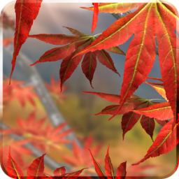 Autumn Tree Free Wallpaper