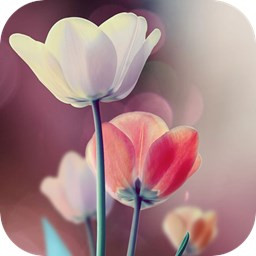تصویر زمینه زنده گل ها 3D
