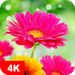 دانلود Flower Wallpapers 4K