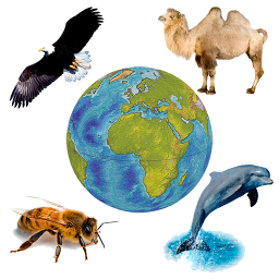 دانلود Sounds of Fauna + ringtones