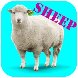 پرورش گوسفند