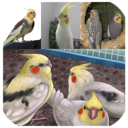 عروس هلندی (پرورش+تکثیر )