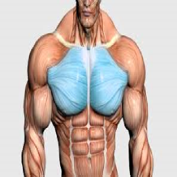 آموزش حرکات بدنسازی سینه