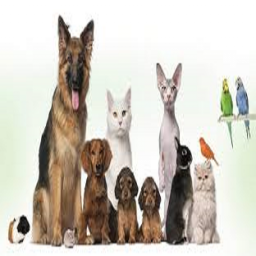 آموزش و نگهداری حیوانات خانگی