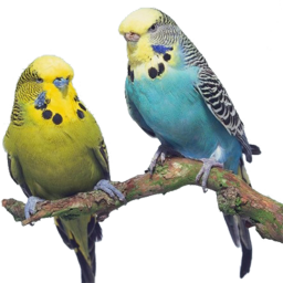 همه چی در مورد مرغ عشق