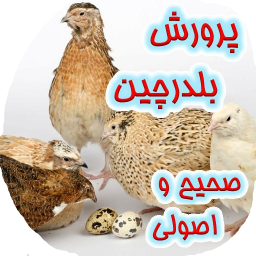 پرورش بلدرچین صحیح و اصولی