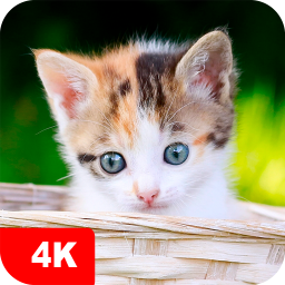 دانلود Kitten Wallpapers 4K