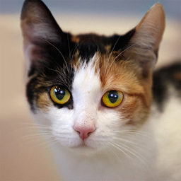 دانلود Talking Calico Cat