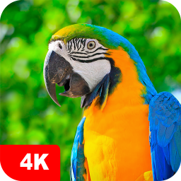 دانلود Parrot Wallpapers 4K