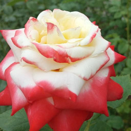 دانلود Flower Wallpaper-7