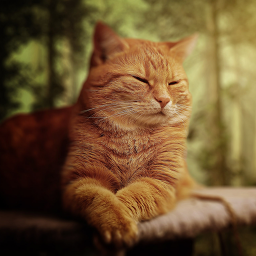 دانلود Cat Wallpapers
