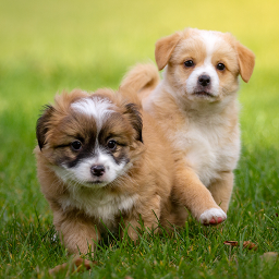 دانلود Puppy Wallpapers