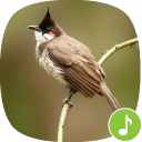 Appp.io - Red-whiskered bulbul Sounds