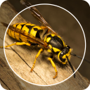 Insect Identifier : Insect ID, AI Photo Camera