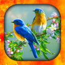 Birds Live Wallpapers HD/4K