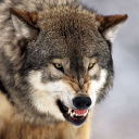 Wild Wolf Wallpapers