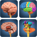 My Brain Anatomy