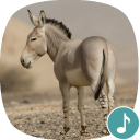 Appp.io - Donkey Sounds