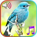 Birds Sounds Ringtones