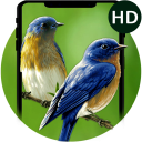 Beauty Birds Live Wallpaper&Themes- HD Bird Images