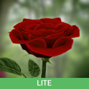 3D Rose Live Wallpaper Lite