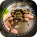Spiders identifier App by Photo, Camera 2020