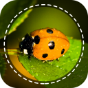 Insect identifier App by Photo, Camera 2021