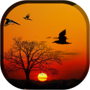Sunset Live Wallpaper - Flying Bird LWP