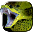 Snake Live Wallpaper