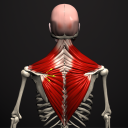 Anatomy by Muscle & Motion