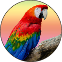 Parrot Sounds & Ringtones