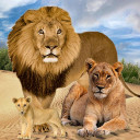 Jungle Kings Kingdom Lion