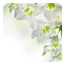 White Flowers Live Wallpaper