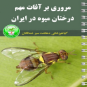 آفات مهم درختان میوه