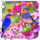 Beauty Birds live wallpaper