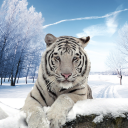 Arctic Tiger Simulator: Wild Family Survival