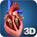 Heart Anatomy Pro.