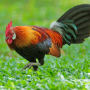 Red junglefowl sounds