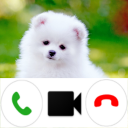 Pomeranian Dog Video Call Simu